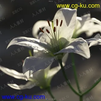 60组高质量花园园林花卉鲜花花草等相关3D模型合集 Evermotion Archmodels第214季的图片3