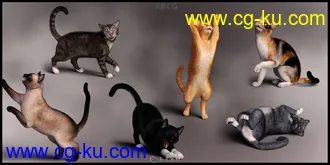 个性可爱毛茸茸宠物猫日常打闹玩耍姿势3D模型合集的图片3