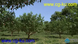 72组高质量山楂树苹果树柿子树等果树植物3D模型合集的图片3