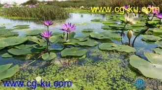 72组高质量凤仙花盐肤木等水生植物3D模型合集的图片1