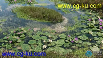 72组高质量凤仙花盐肤木等水生植物3D模型合集的图片2