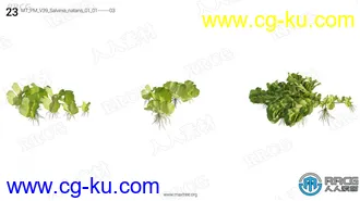 72组高质量凤仙花盐肤木等水生植物3D模型合集的图片3