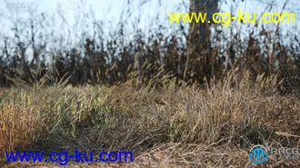 12种高质枯草类草木植物3D模型合集的图片1