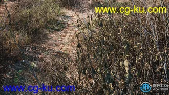 12种高质枯草类草木植物3D模型合集的图片3