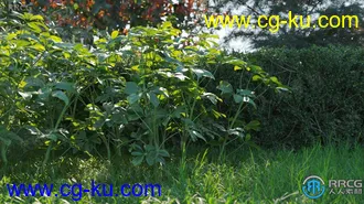 72组高质白头翁菩提树等草木植物3D模型合集的图片3