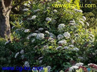 15种90组高质各类草木植物3D模型合集的图片1