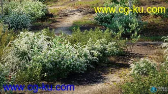 15种鹅掌楸桤木等温带地区草树木灌木高质量植物3D模型合集的图片3