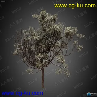 9组高端逼真树木植物高质量3D模型合集的图片1