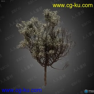 9组高端逼真树木植物高质量3D模型合集的图片2