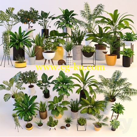 Plants的图片1 Plants的图片1