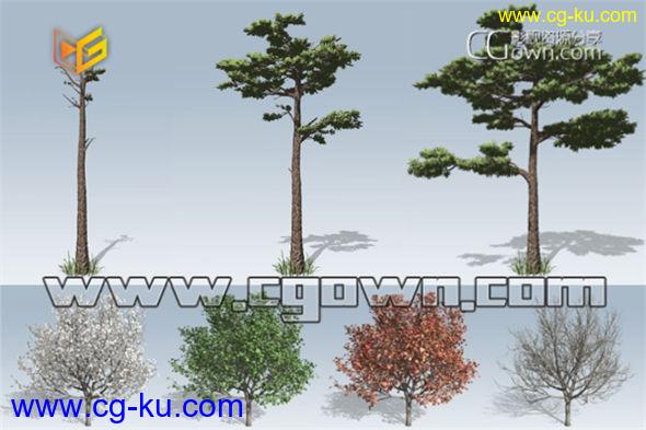 Speedtree Cinema v7.1.1 真实三维树木建模生长动画软件的图片1