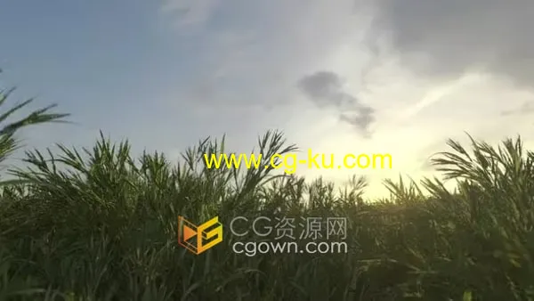 延时效果种植小麦快速生长动画农业田野风景视频素材的图片1