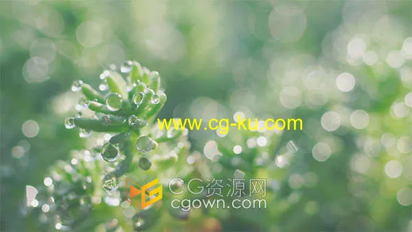 4K初春阳光下虚实光斑植物上的水滴实拍视频素材的图片1