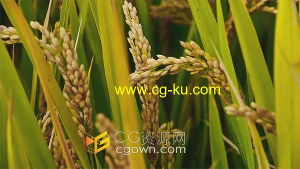 农田金色稻田麦穗收获的季节实拍视频素材的图片1