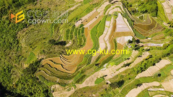 农村山坡水稻梯田农业农村经济发展实拍视频的图片1