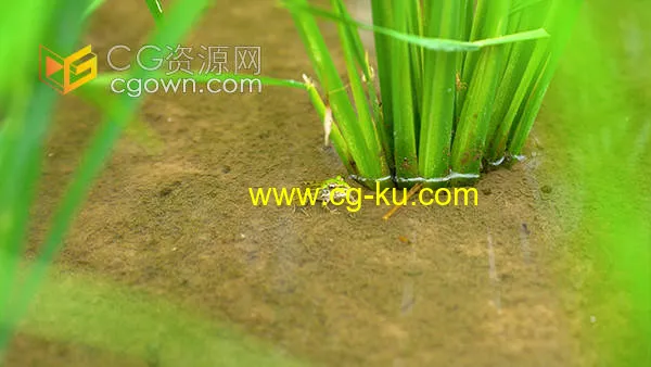 夏季农村田野间的青蛙动物自然实拍视频素材的图片1
