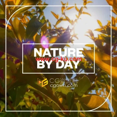 白天户外自然环境氛围音丛林动物昆虫鸟类蟋蟀叫声的图片1